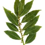 Bay Leaves