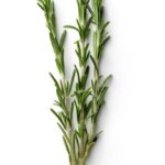 Fresh Herbs: Rosemary Isolated on White Background